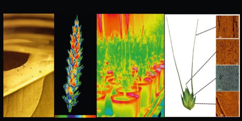 Εργασίες για φωτοσύνθεση