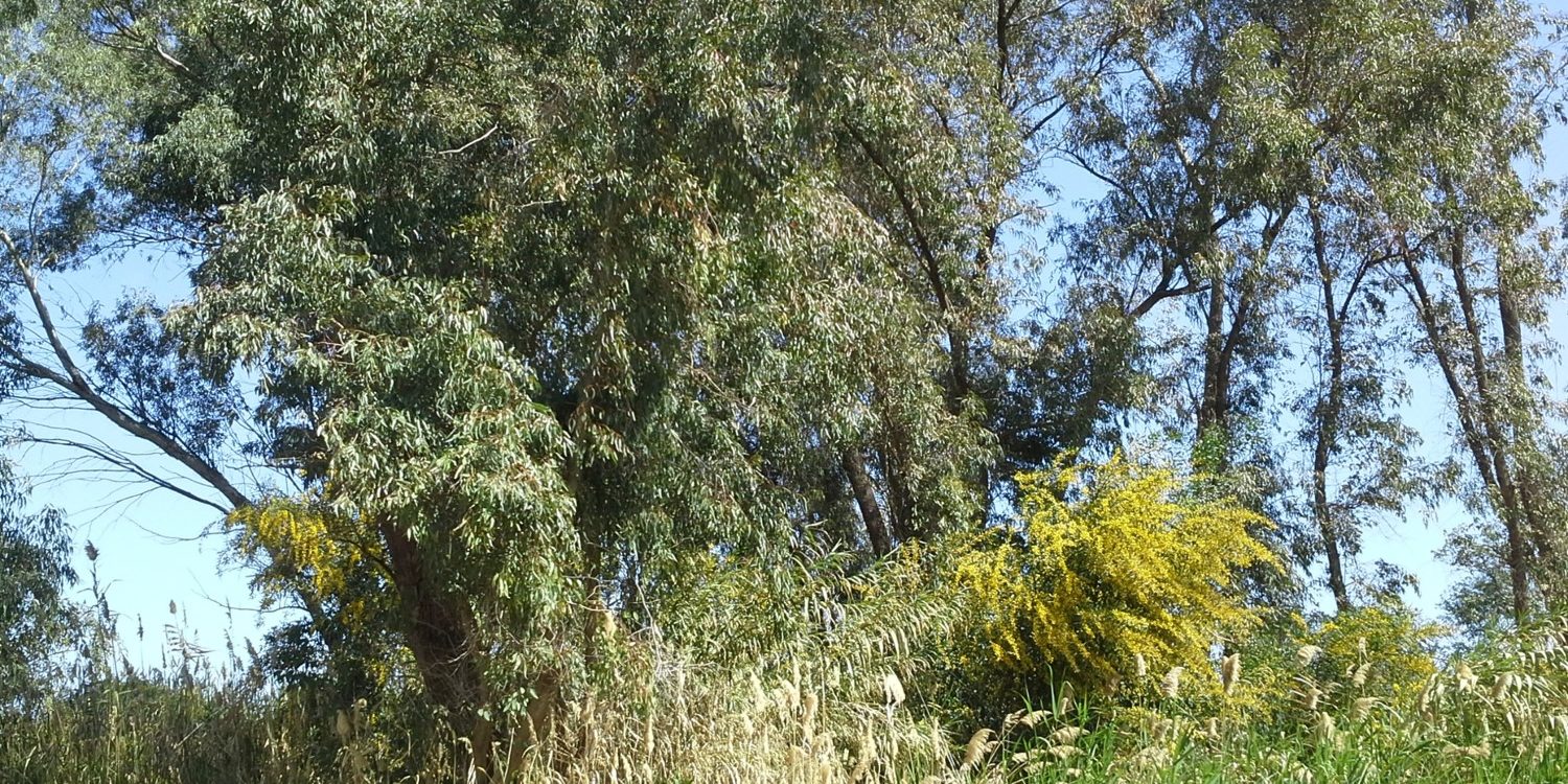 Ξενικά είδη στην Κύπρο