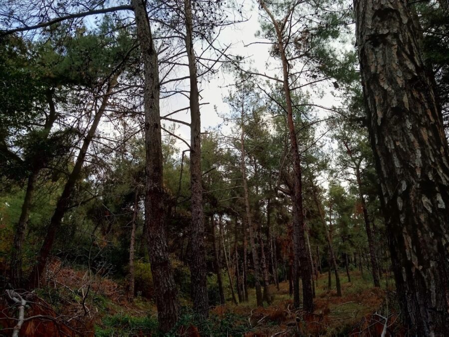 Παγκόσμια-Ημέρα-Δασών-2020