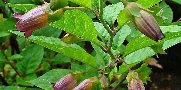 μπελαντόνα