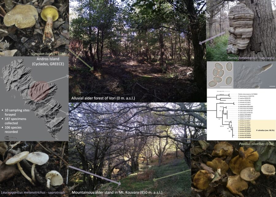 Polemisetal_Alnus_GA_sm