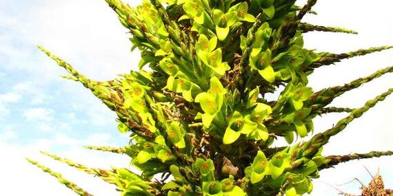 Το φυτό που τρώει πρόβατα