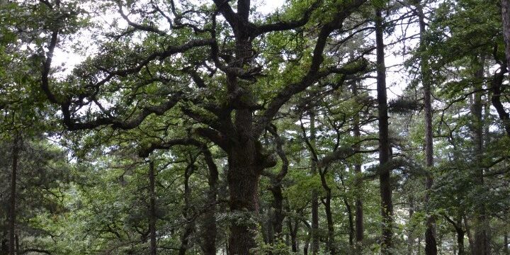 Ιερά δάση Ηπείρου