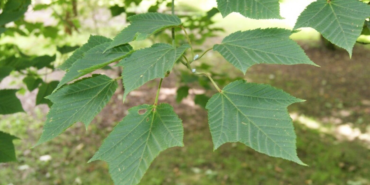 Acer pensylvanicum