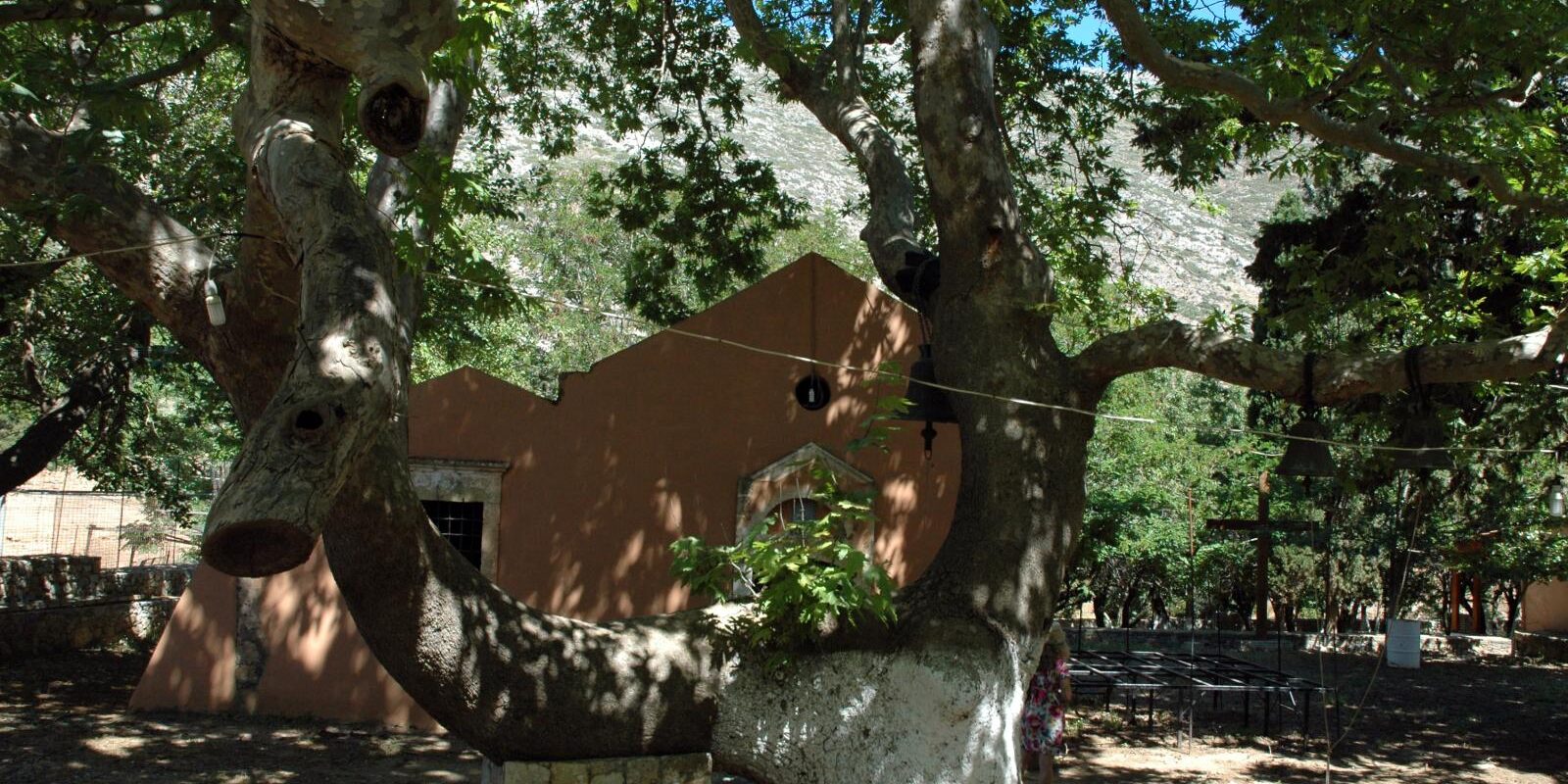 Πλάτανος Αη Γιάννη Γκιώνα