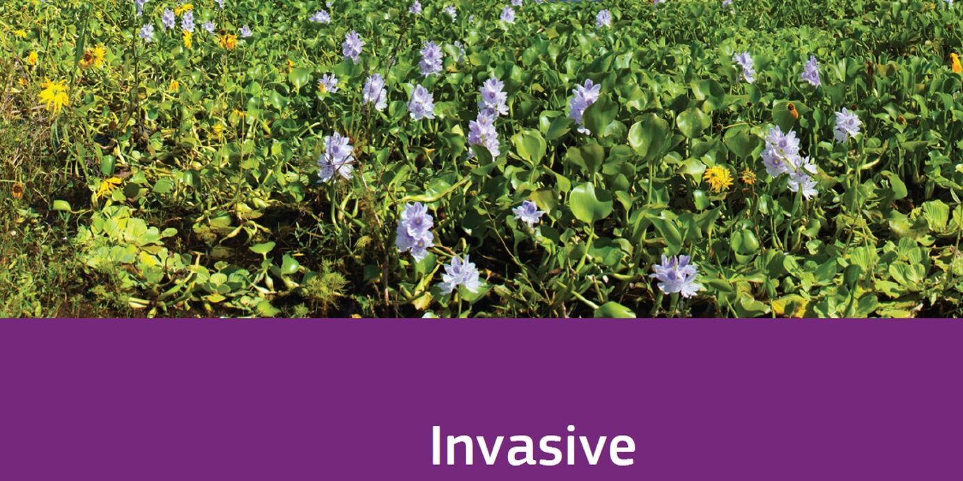 Χωροκατακτητικά είδη Ευρώπης