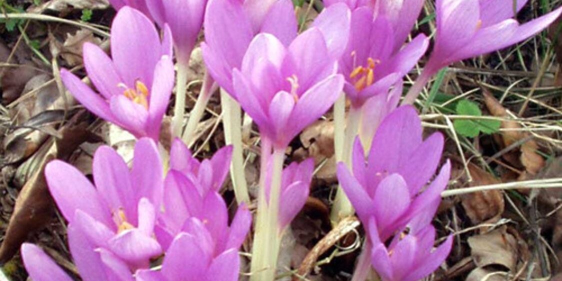 Colchicum autumnale