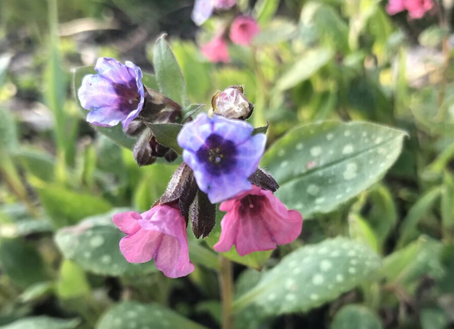 Pulmonaria officinalis