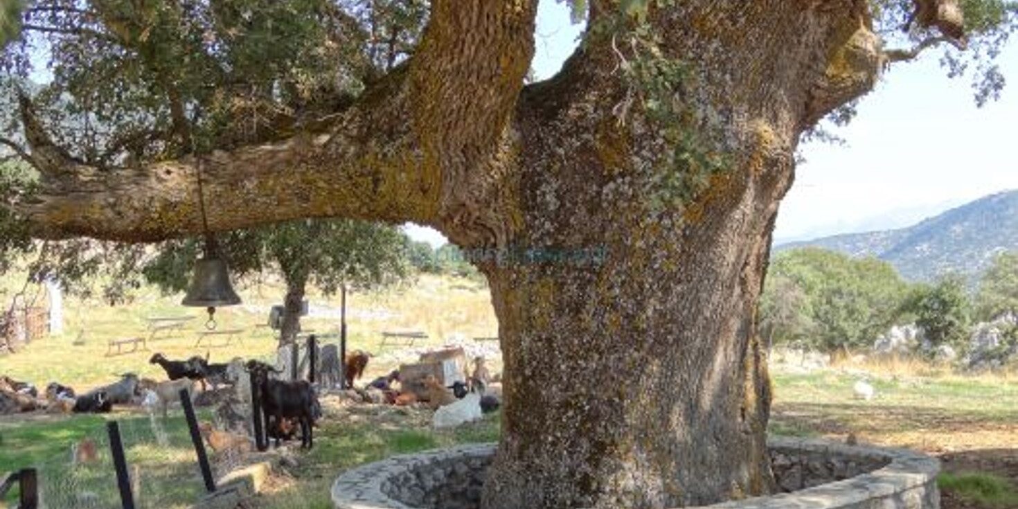 Δρυς Περθωρίου