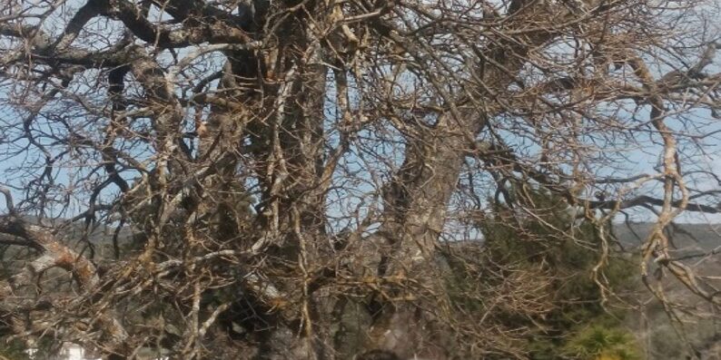 Δρυς της Δρυός