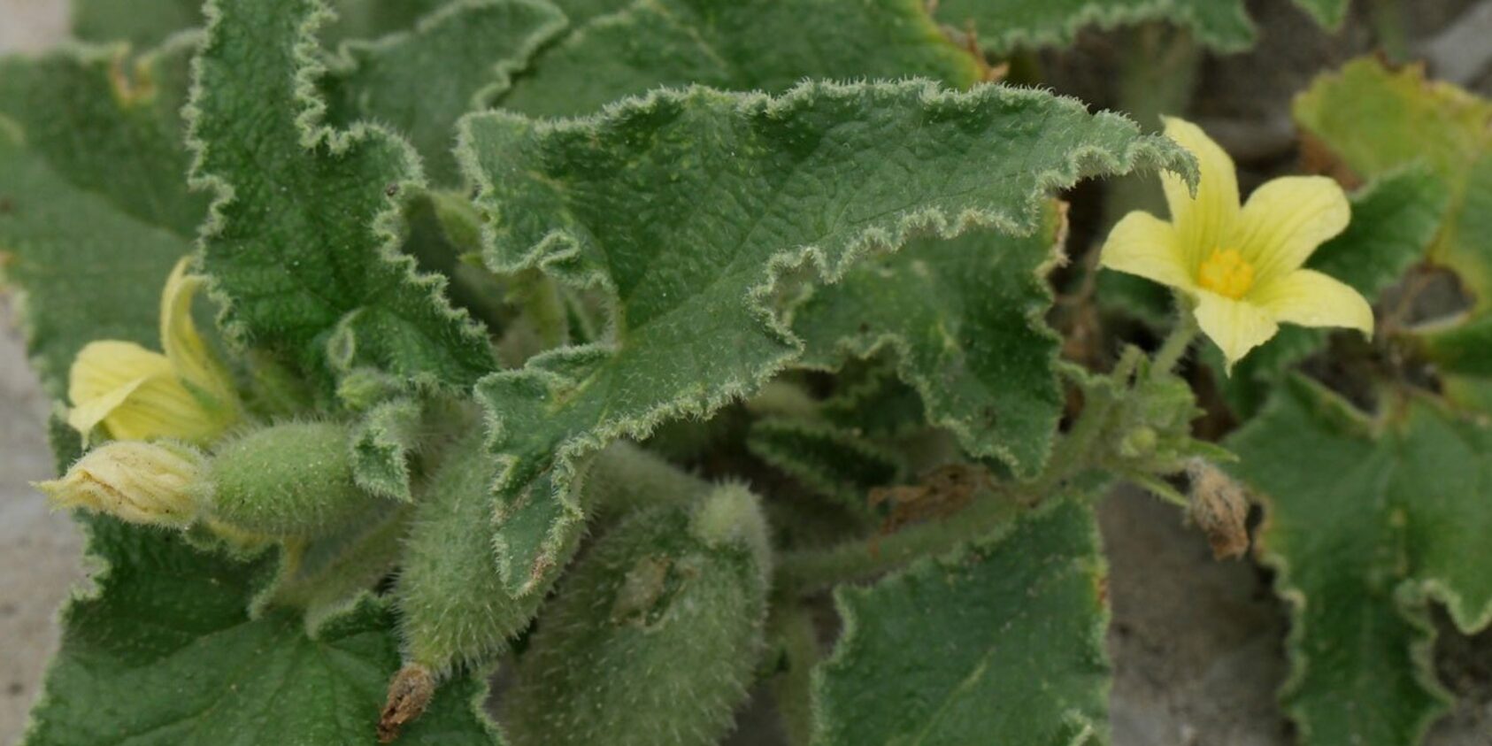 Πικραγγουριά