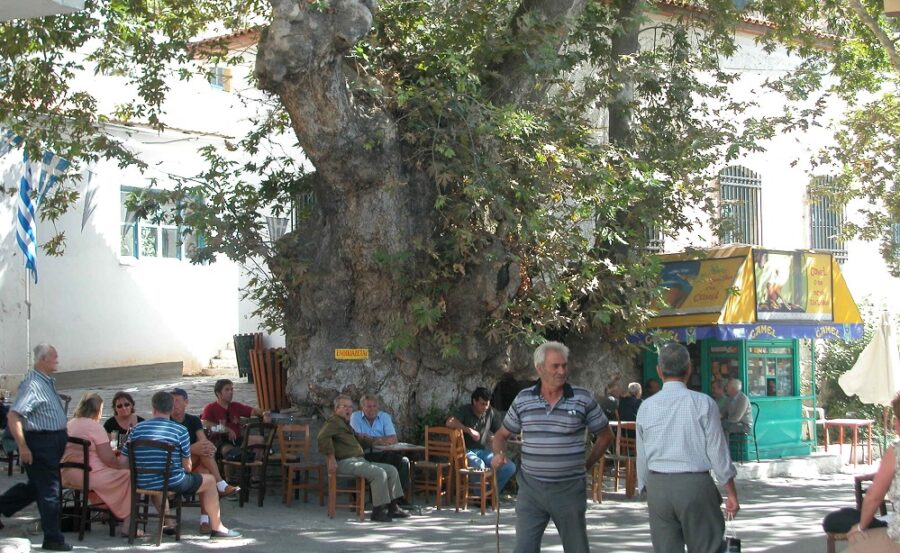 Πλάτανος Άνω Βιάννου 2004