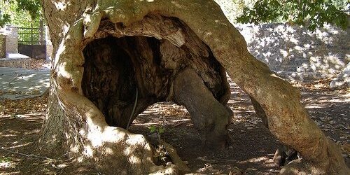Πλάτανος Μενελάου