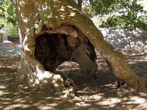 Πλάτανος Μενελάου