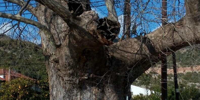 Πλάτανος Ναυπάκτου