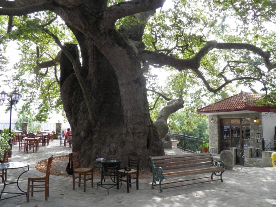 Πλατάνι Άρνας