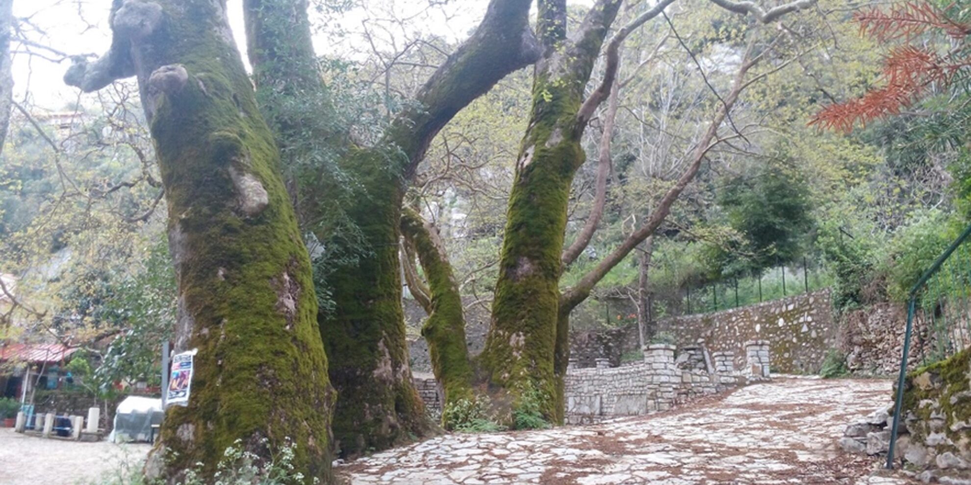 Πλατάνια Λιβαρτζι