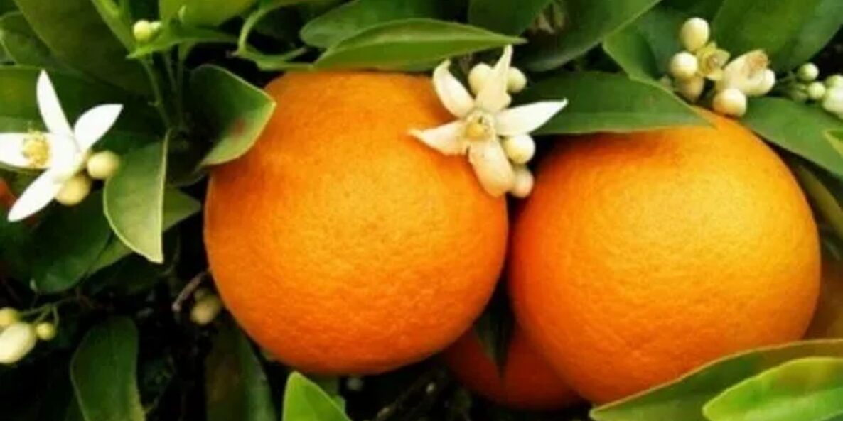 Πορτοκάλια