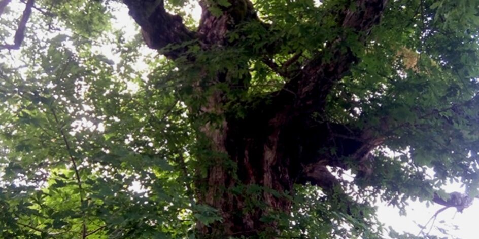 Σφένδαμος Βαρνούντα