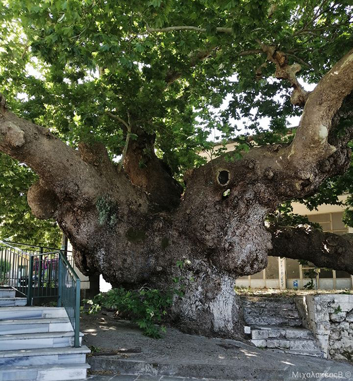 πλάτανος Αγίου Φλώρου