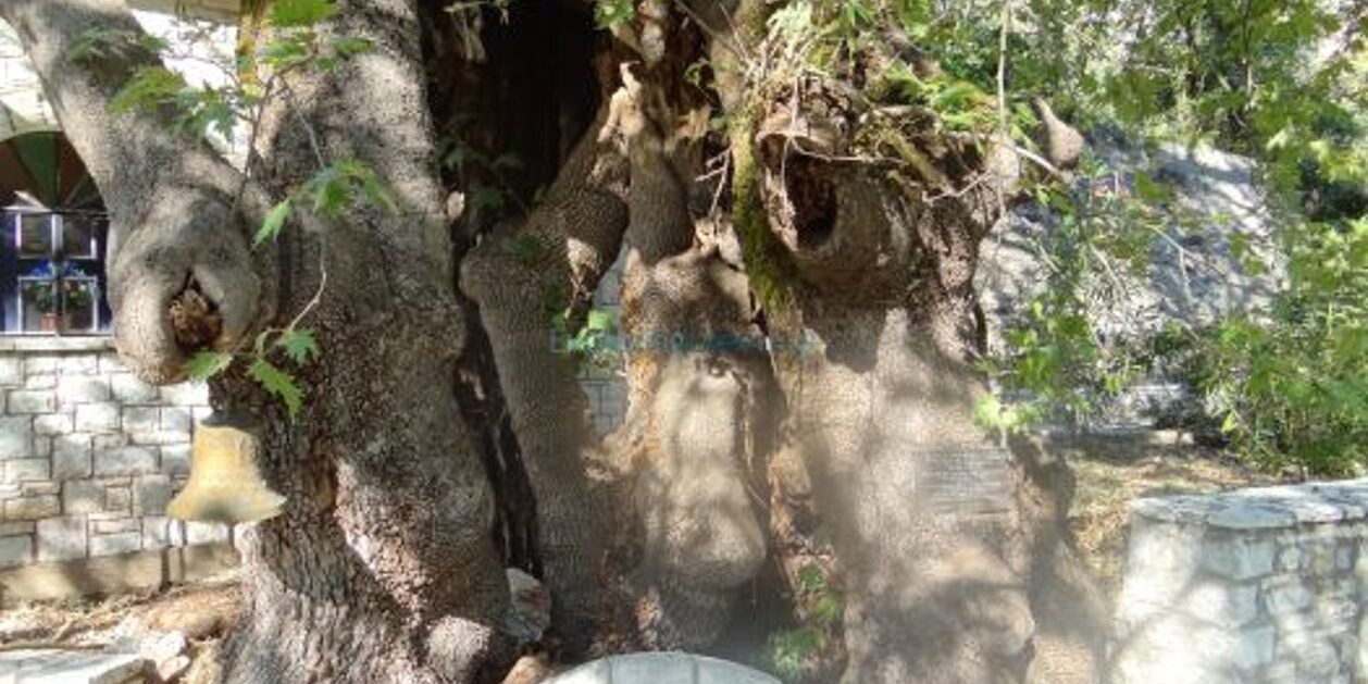 πλάτανος Δημητσάνας