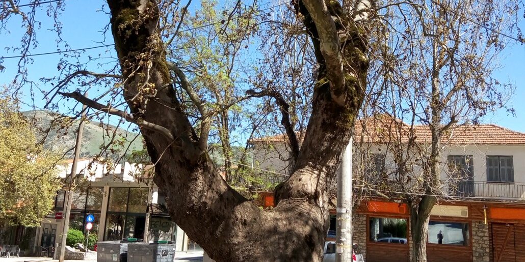 πλατανος καλαβρυτων