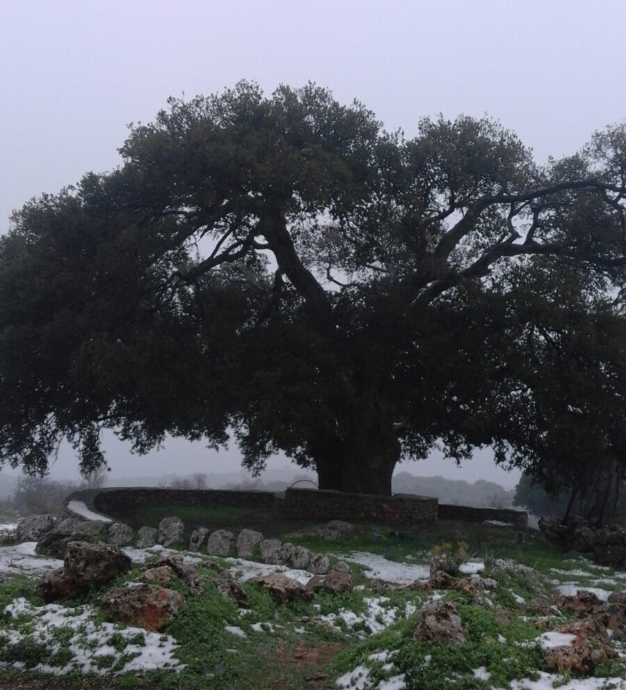 του Παπά ο Πρίνος