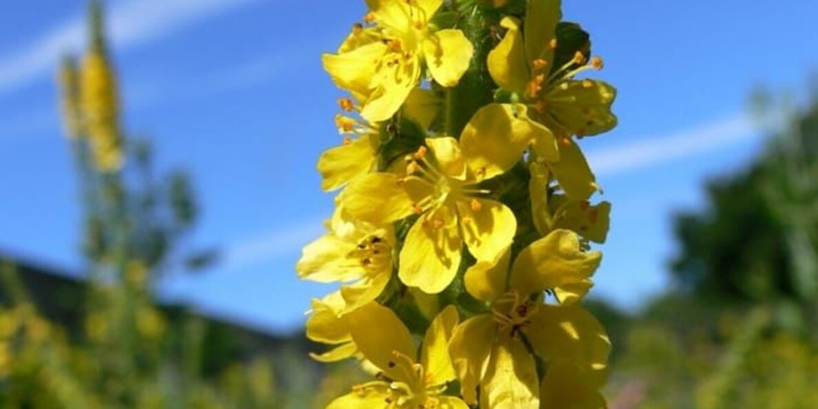 Agrimonia eupatoria