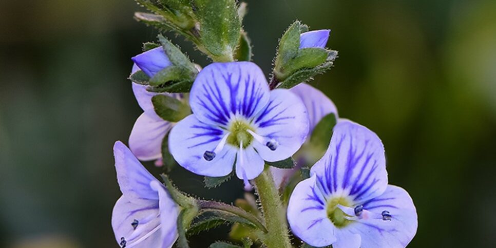 Veronica officinalis
