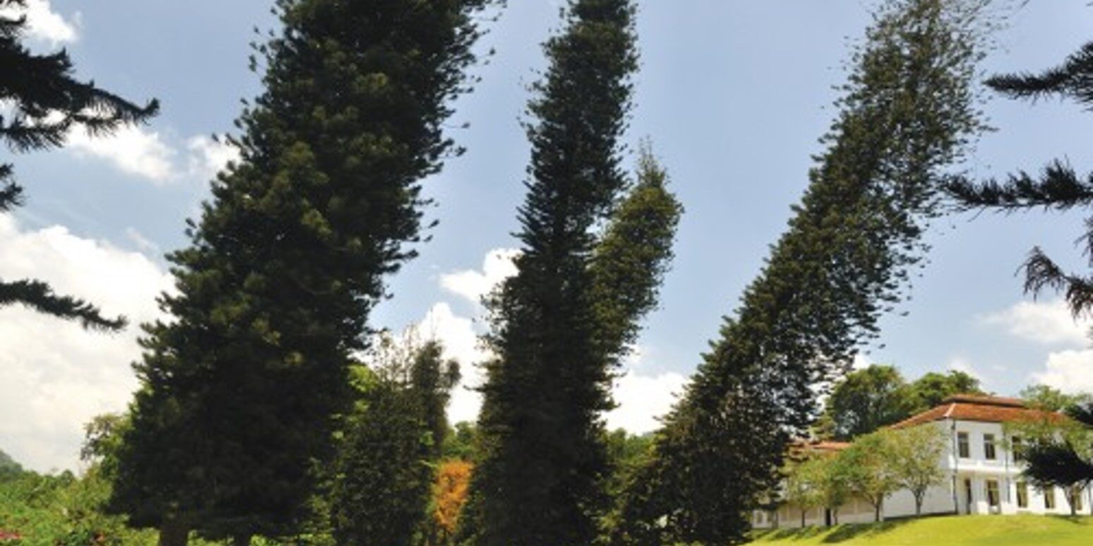 Αraucaria columnaris