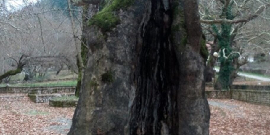 Πλάτανος Μπότσαρη