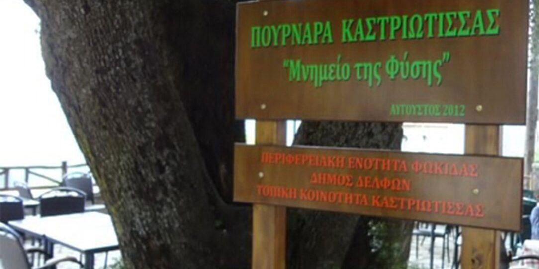 Πουρνάρα Καστριώτισσας