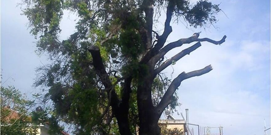 Πουρνάρι Αμαλιάδας