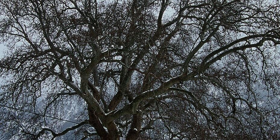 πλάτανος στο Λεοντίτο