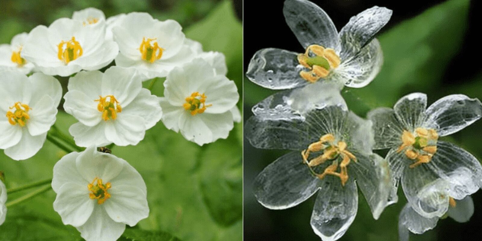 σκελετωμένο άνθος