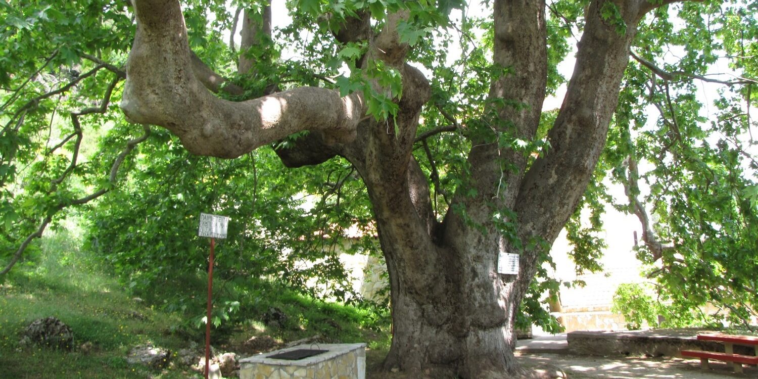 Πλάτανος Τρίκαλα Άνω Κορινθίας