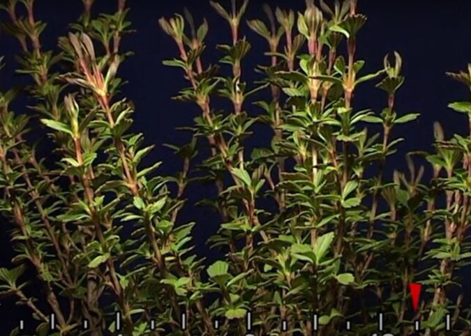 Myrothamnus flabellifolia