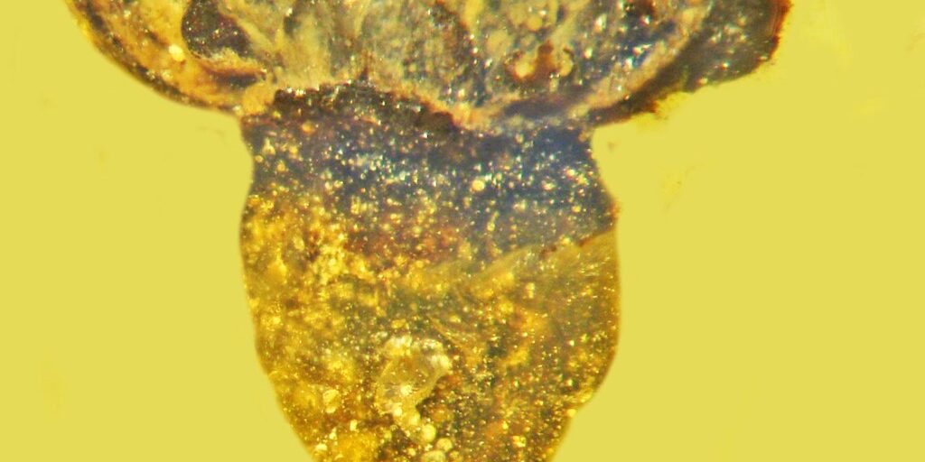 Valviloculus pleristaminis