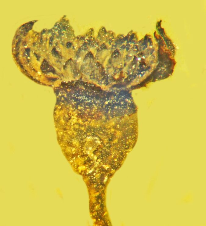 Valviloculus pleristaminis