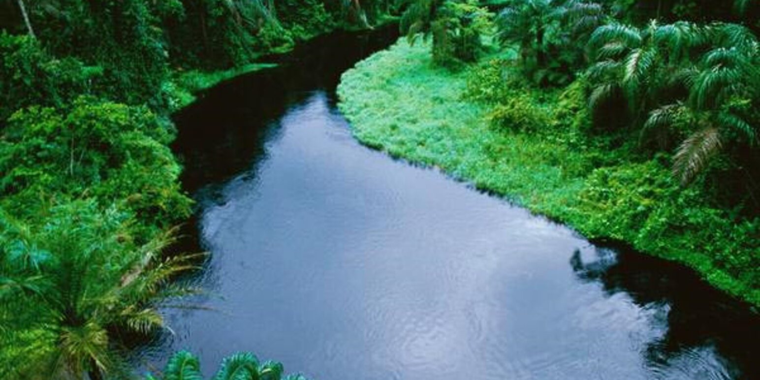 Τροπικό Δάσος