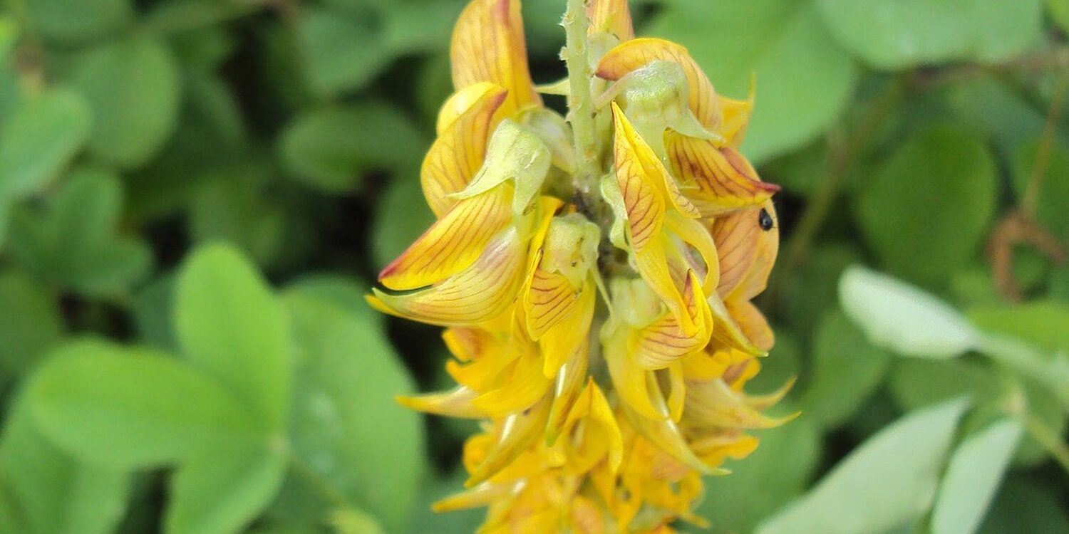 Φυτό κουδουνίστρα