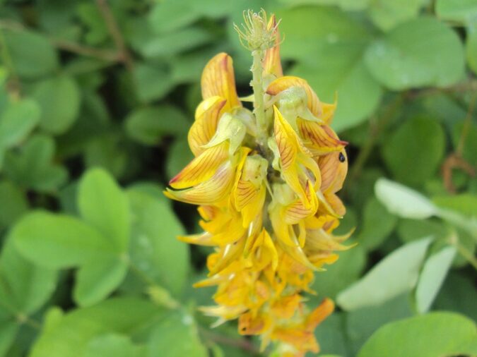 Φυτό κουδουνίστρα